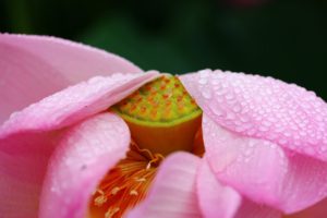 Mitti Attar душа индийского дождя