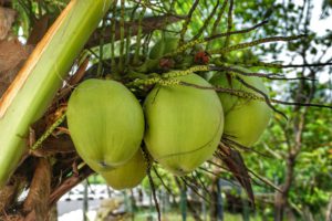 Virgin Organic кокосовое масло с острова Цейлон