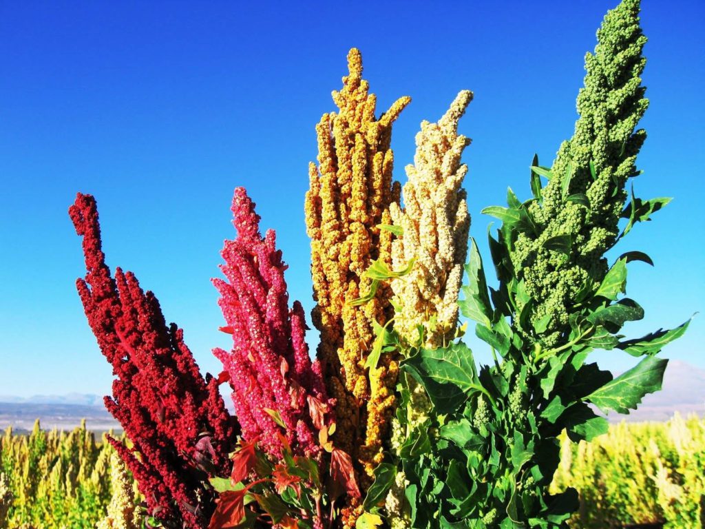 Quinoa is an underrated superfood